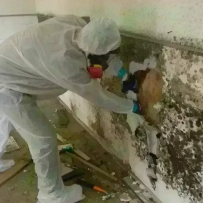 Mold Remediation and Removal in Littlerock, CA